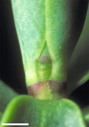 Veronica baylyi. Leaf bud with acute sinus. Scale = 1 mm.
 Image: W.M. Malcolm © Te Papa CC-BY-NC 3.0 NZ